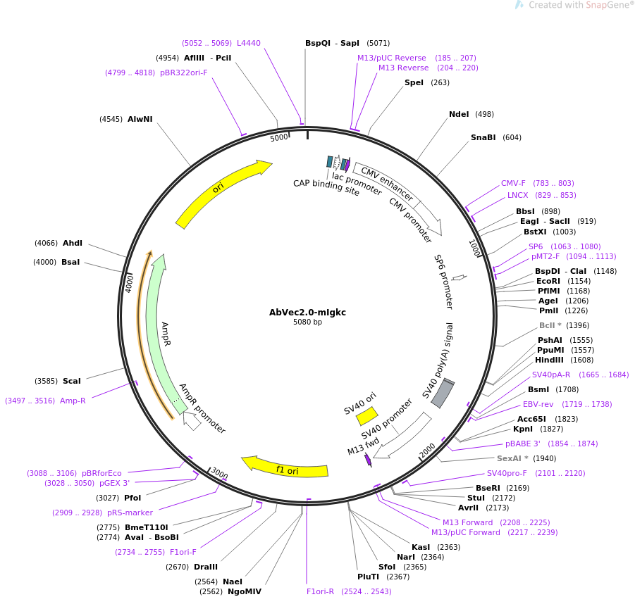 AbVec2.0-mIgkc质粒图谱