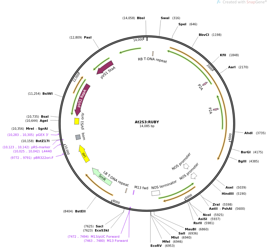 At2S3:RUBYWT载体图谱