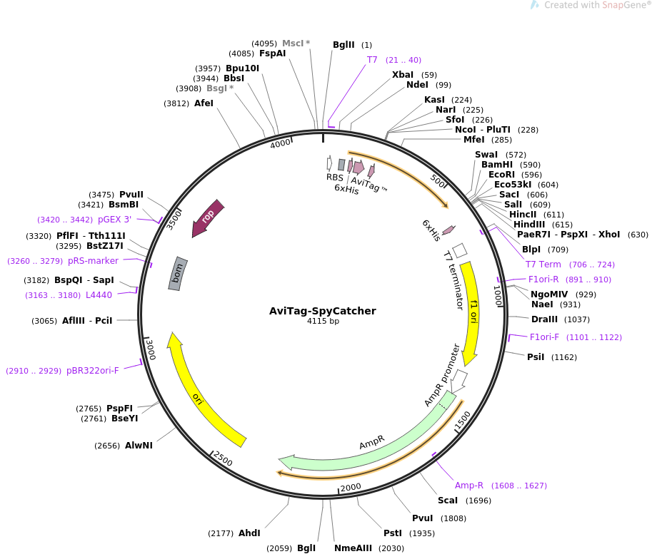 AviTag-SpyCatcher质粒图谱
