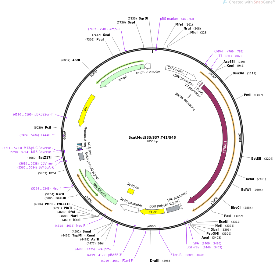 BcatMutS33S37.T41S45质粒图谱