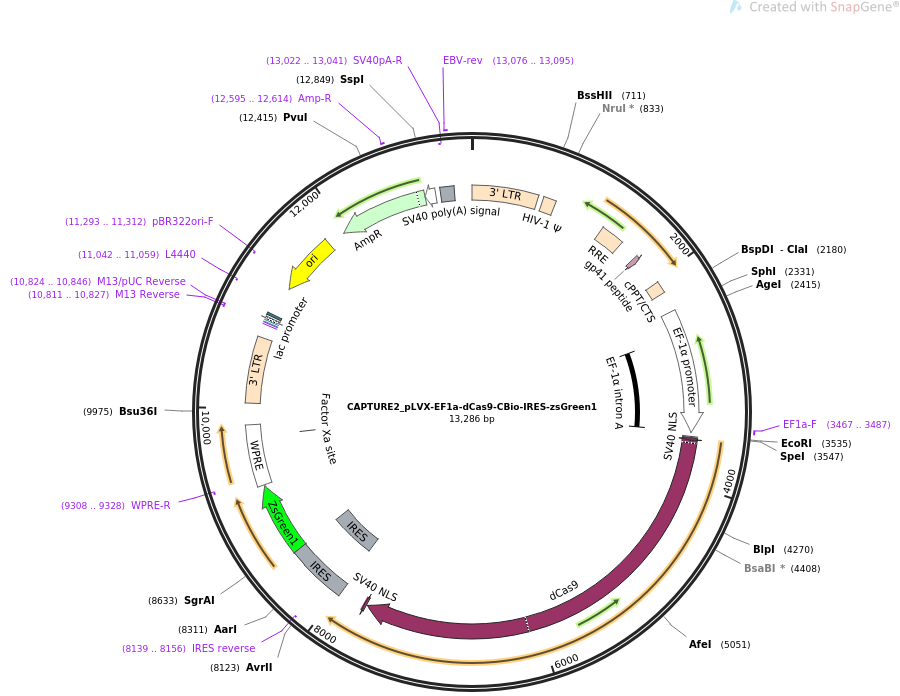 CAPTURE2_pLVX-EF1a-dCas9-CBio-IRES-zsGreen1质粒图谱