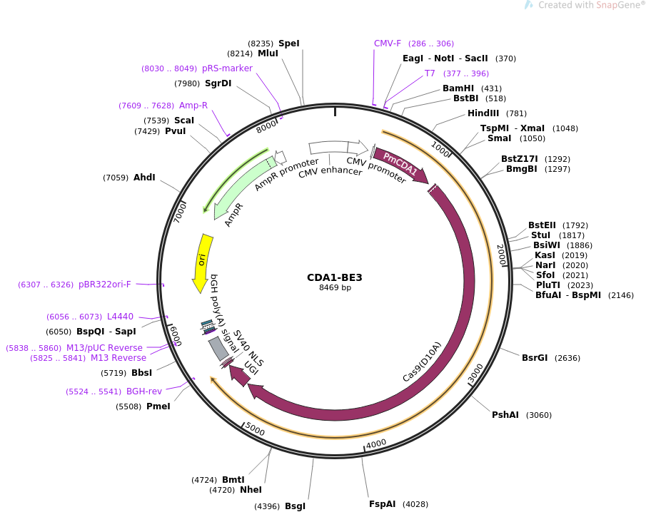 CDA1-BE3质粒图谱