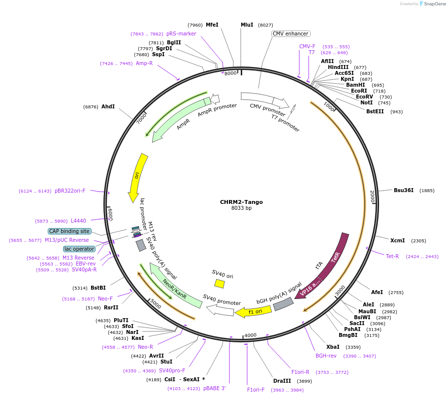 CHRM2-Tango载体图谱