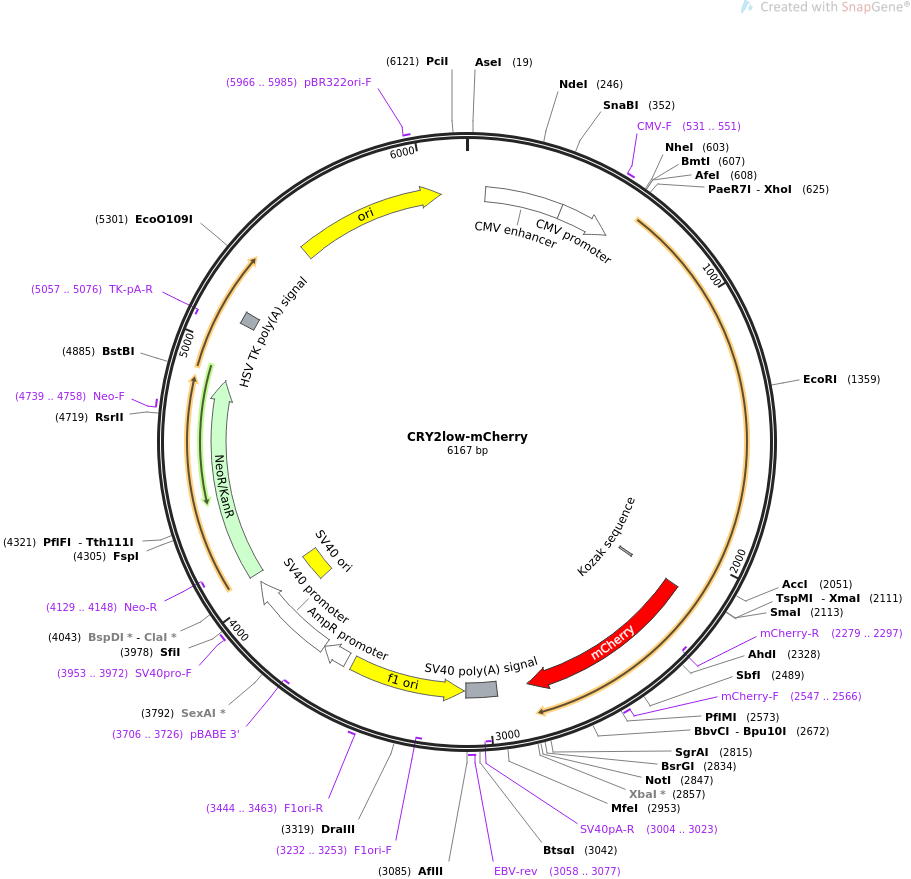 CRY2low-mCherry质粒图谱