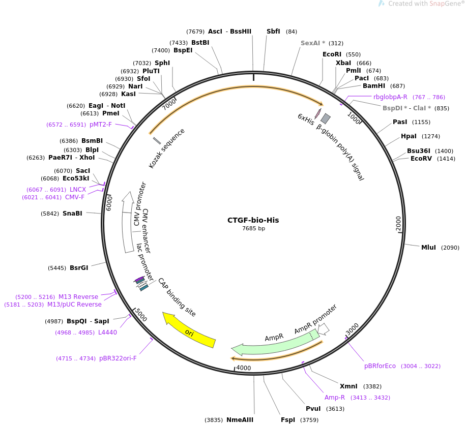 CTGF-bio-His载体图谱