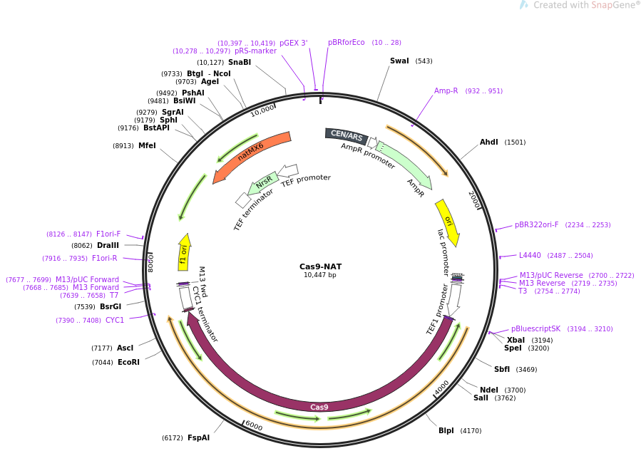 Cas9-NAT质粒图谱