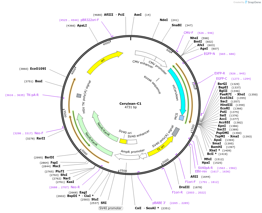 Cerulean-C1载体图谱