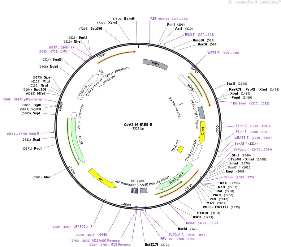 CoV2-M-IRES-E载体图谱