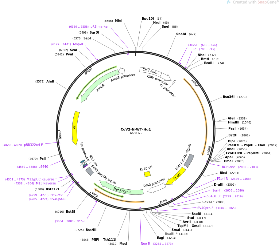 CoV2-N-WT-Hu1载体图谱