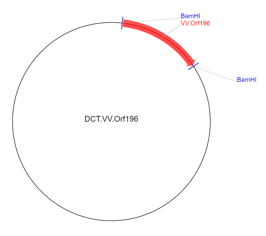 DCT.VV.Orf196载体图谱