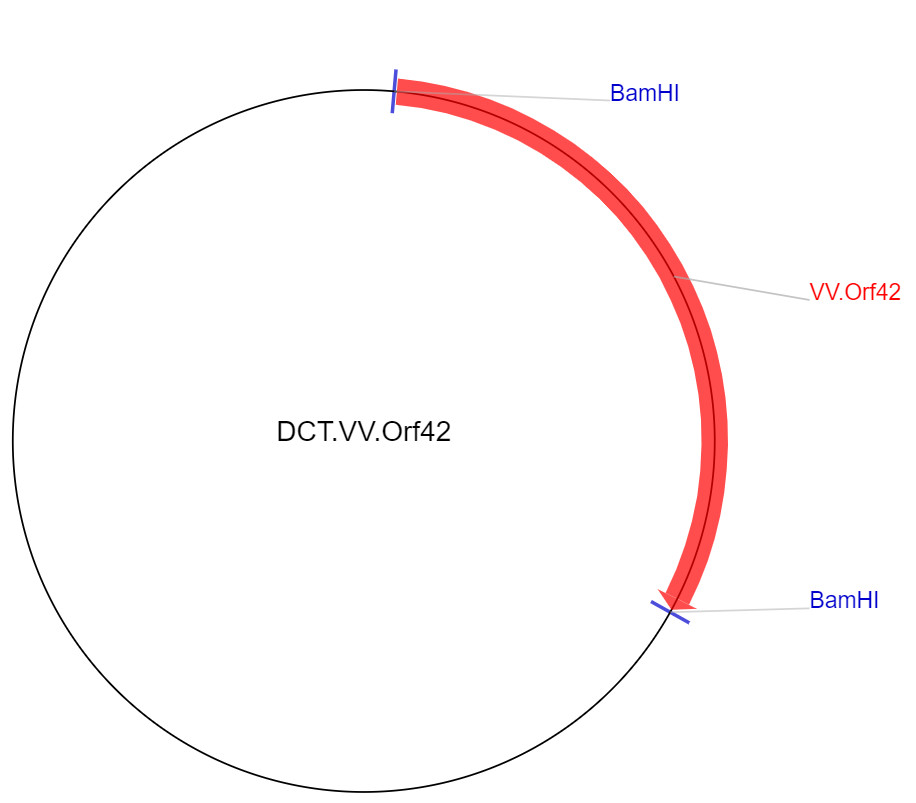 DCT.VV.Orf42载体图谱