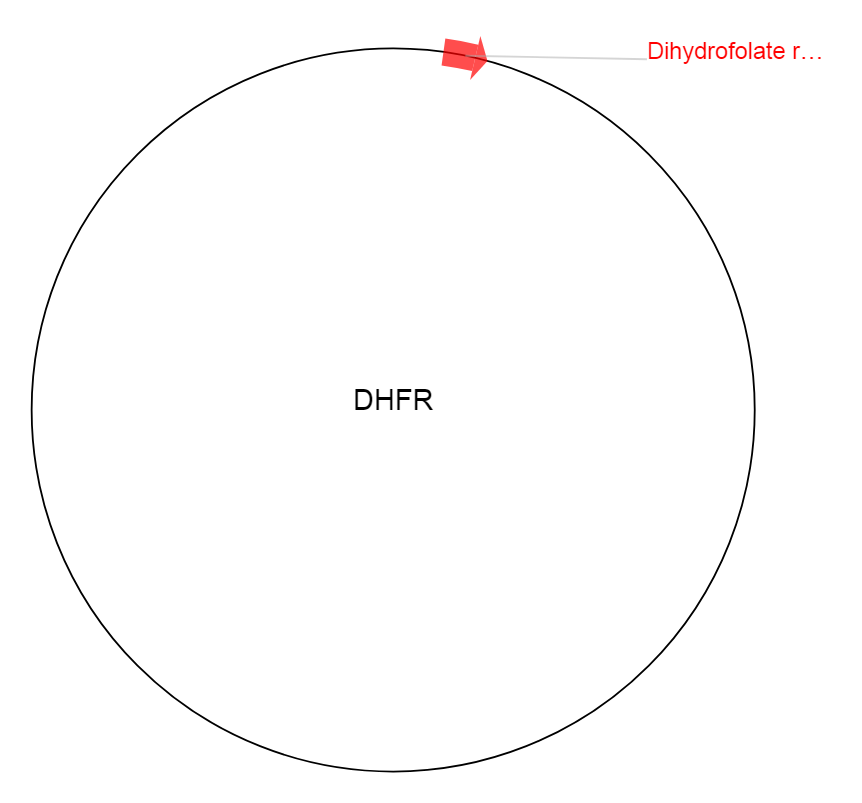 DHFR质粒图谱