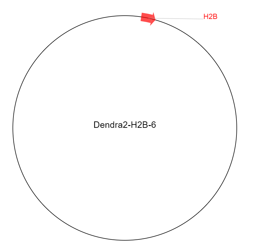Dendra2-H2B-6质粒图谱