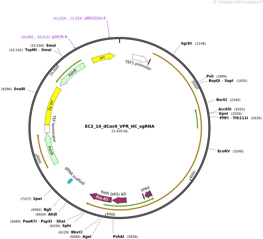 EC2_10_dCas9_VPR_HC_sgRNA载体图谱