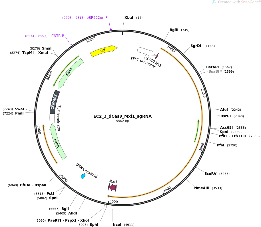 EC2_3_dCas9_Mxi1_sgRNA载体图谱