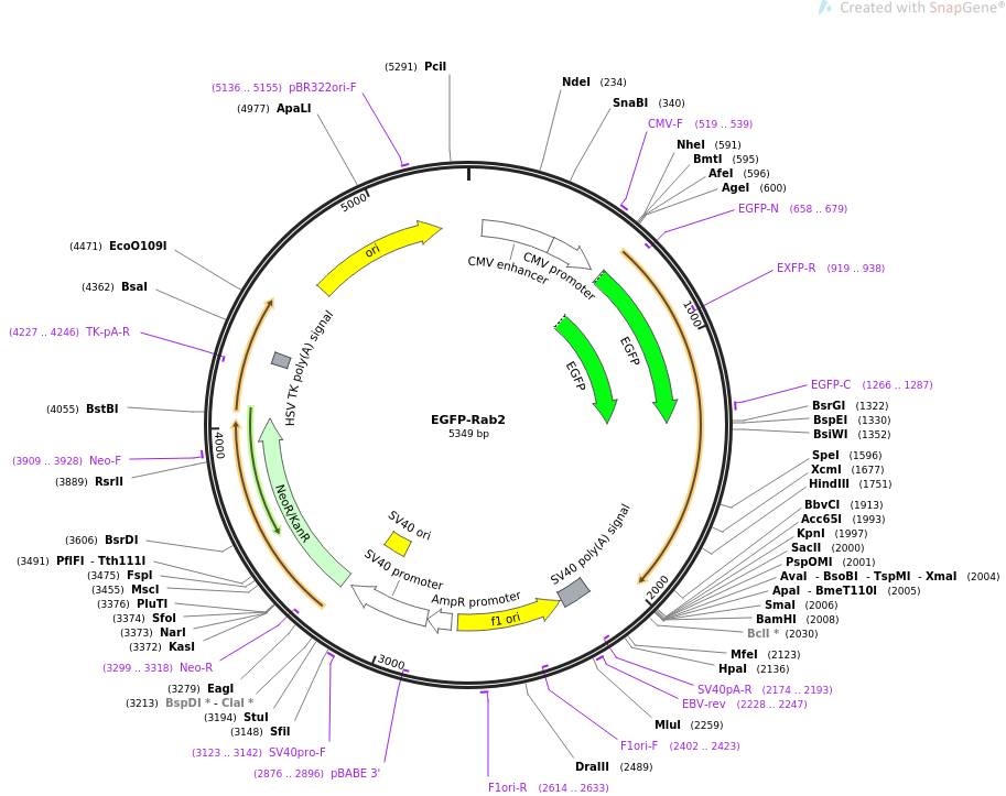 EGFP-Rab2载体图谱
