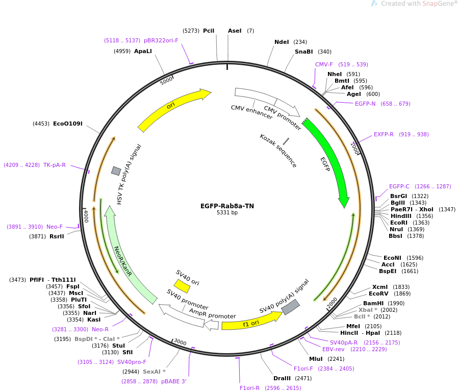 EGFP-Rab8a-TN质粒图谱