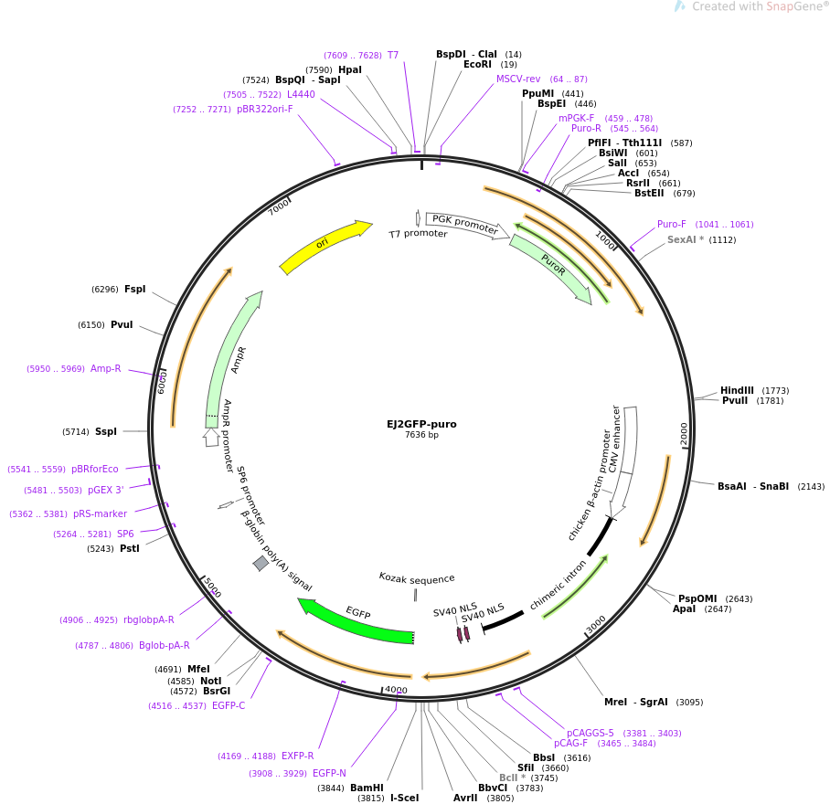 EJ2GFP-puro质粒图谱