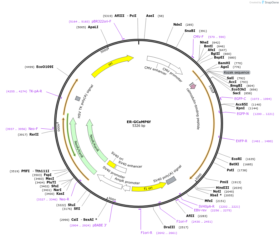 ER-GCaMP6f载体图谱