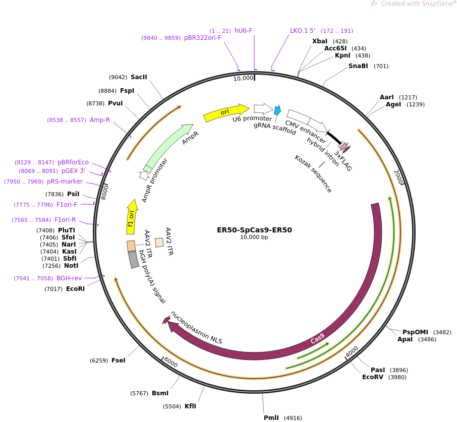 ER50-SpCas9-ER50质粒图谱