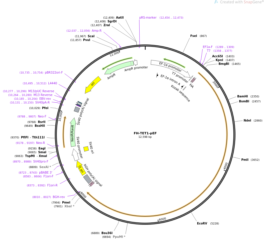 FH-TET1-pEF载体图谱