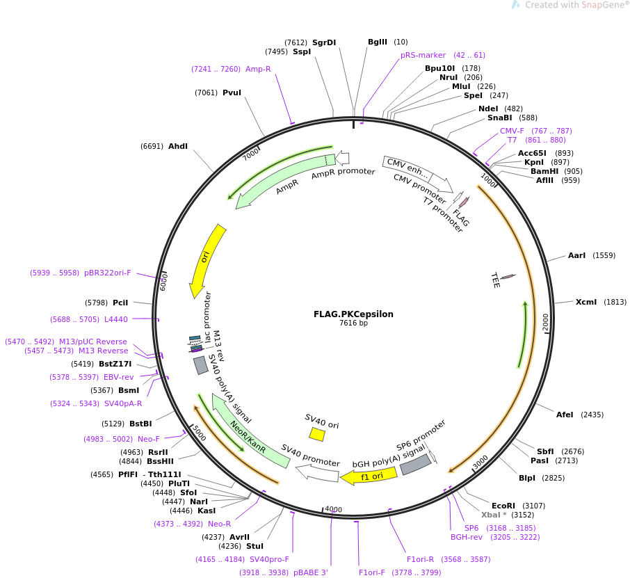 FLAG.PKCepsilon质粒图谱