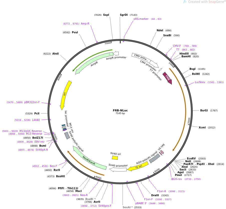 FRB-NLuc质粒图谱