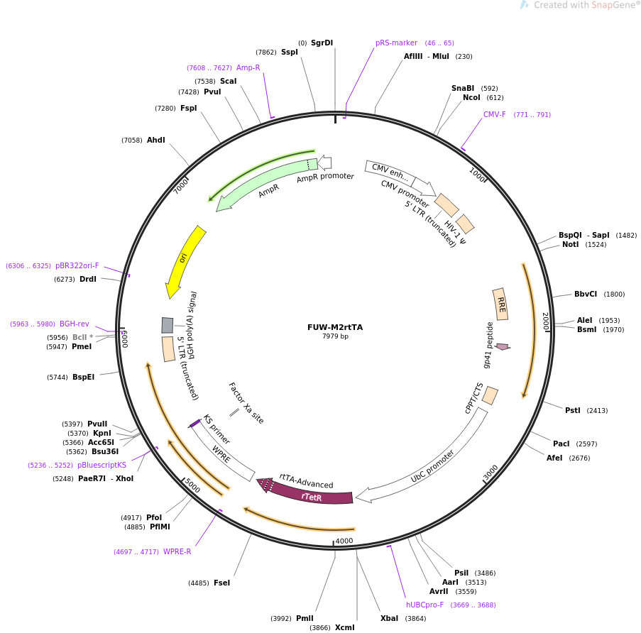 FUW-M2rtTA质粒图谱
