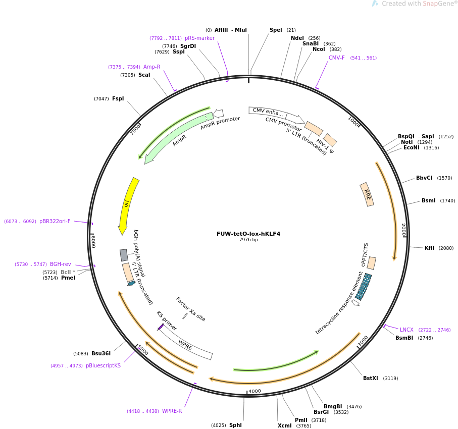 FUW-tetO-lox-hKLF4质粒图谱