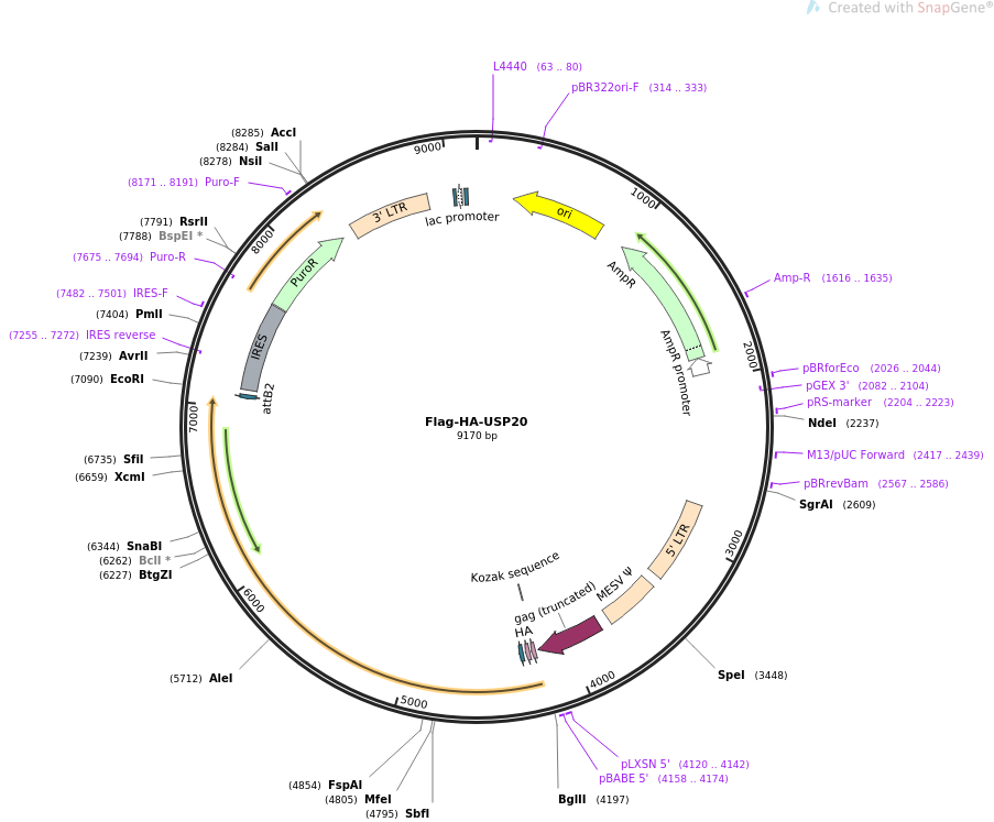 Flag-HA-USP20载体图谱