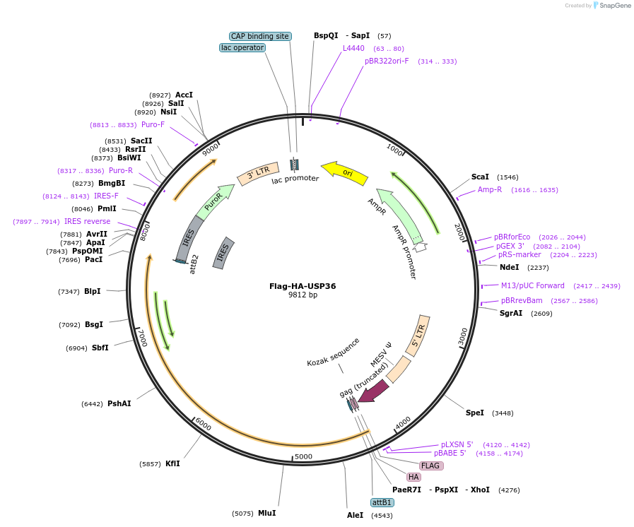 Flag-HA-USP36载体图谱