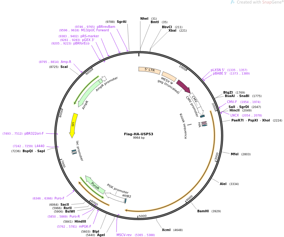 Flag-HA-USP53质粒图谱