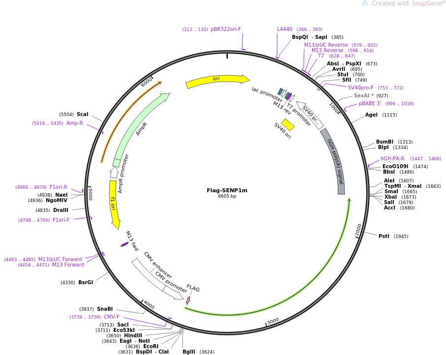Flag-SENP1m质粒图谱