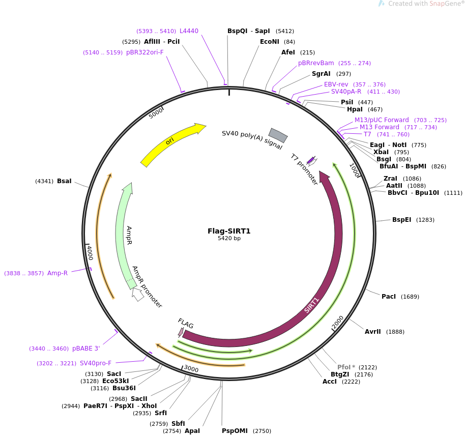 Flag-SIRT1质粒图谱