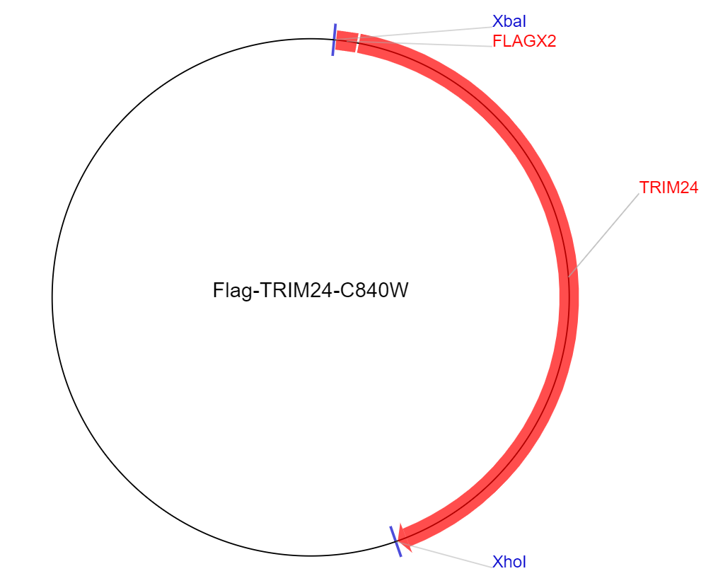 Flag-TRIM24-C840W质粒图谱