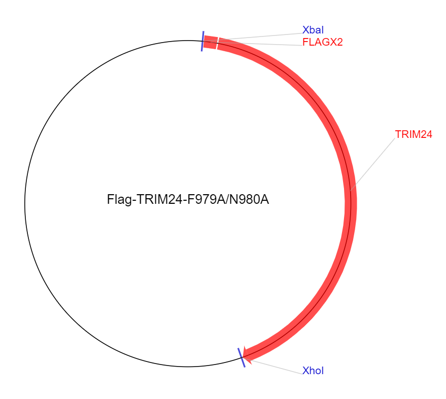 Flag-TRIM24-F979AN980A载体图谱
