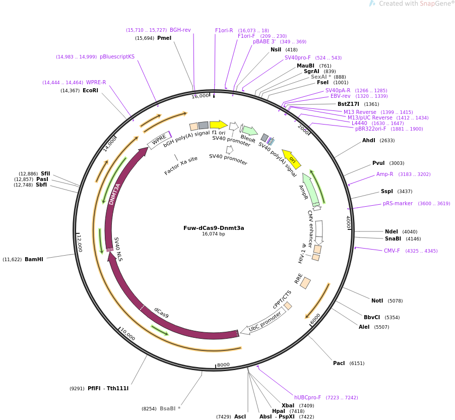 Fuw-dCas9-Dnmt3a质粒图谱