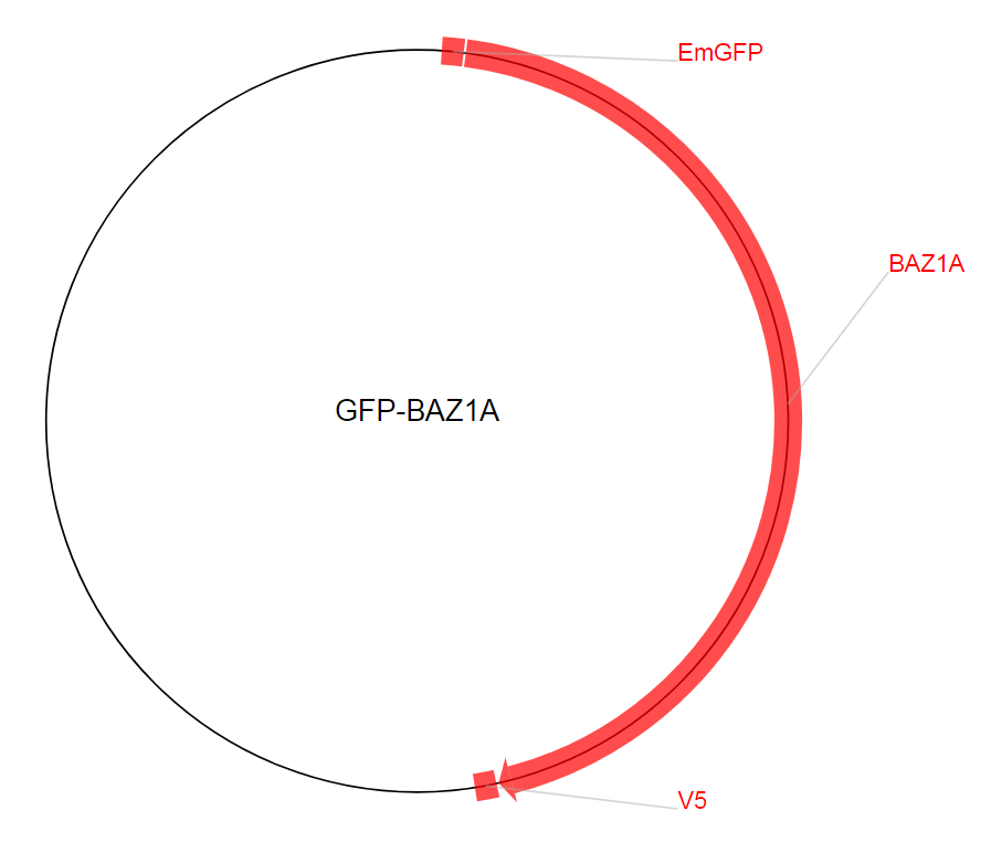 GFP-BAZ1A质粒图谱