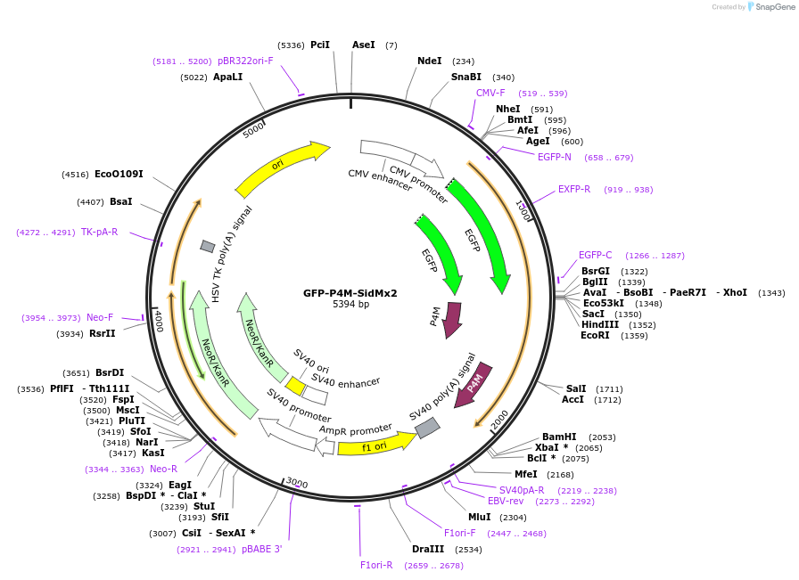 GFP-P4M-SidMx2载体图谱