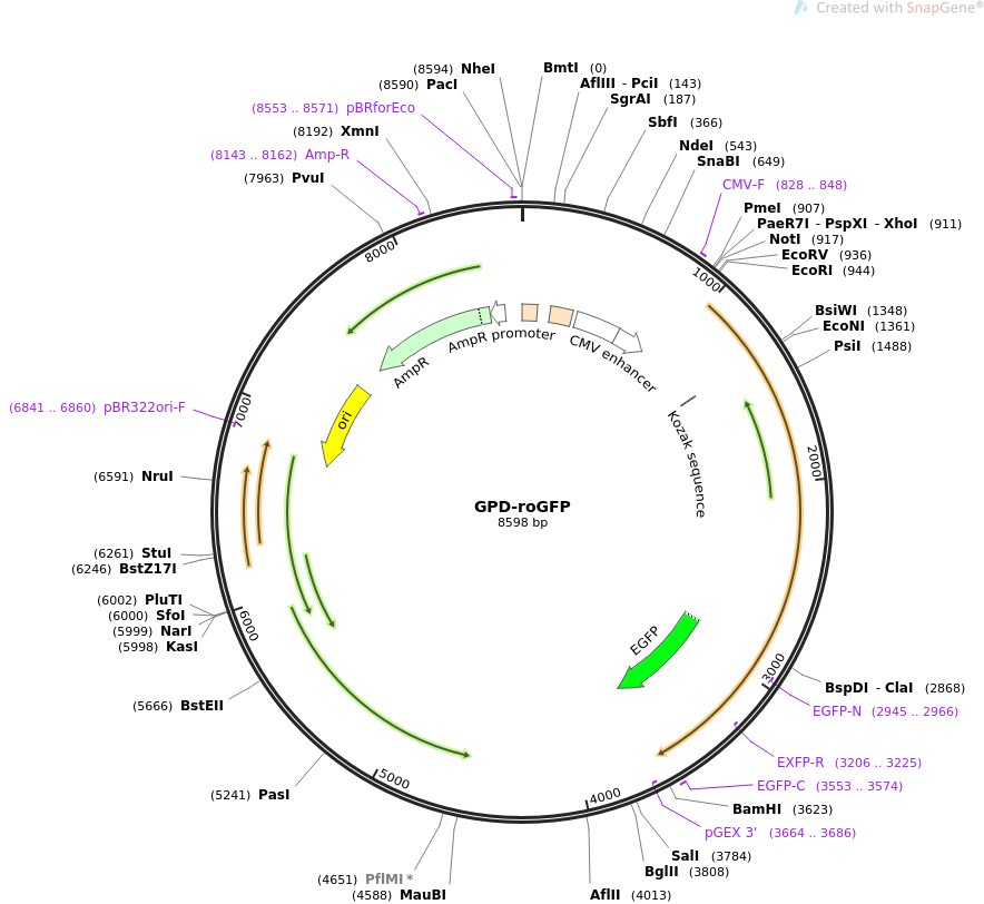 GPD-roGFP质粒图谱