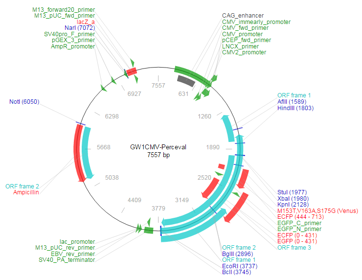 GW1CMV-Perceval载体图谱