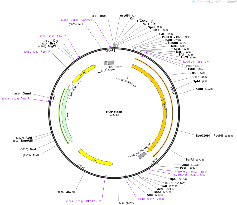 HOP-flash质粒图谱