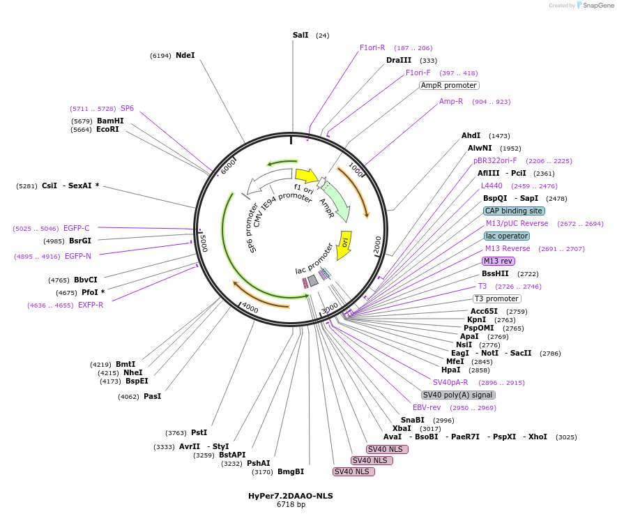 HyPer7.2DAAO-NLS载体图谱