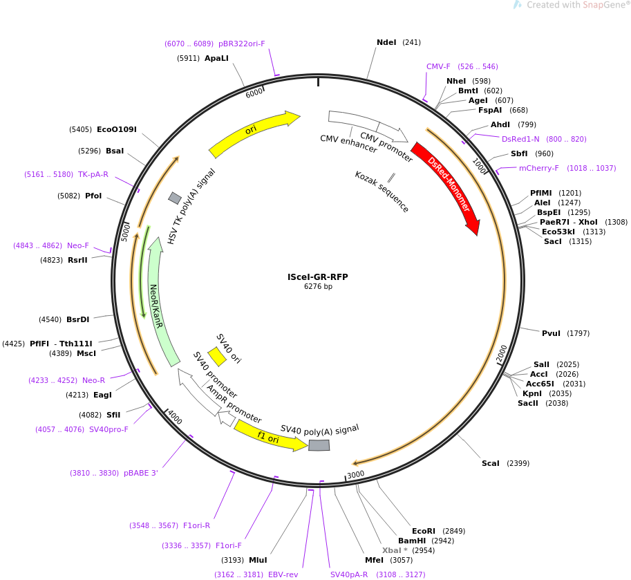 ISceI-GR-RFP载体图谱