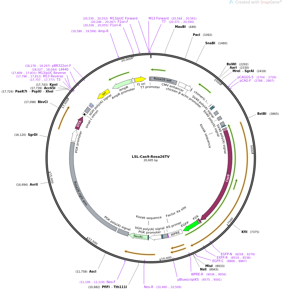 LSL-Cas9-Rosa26TV质粒图谱