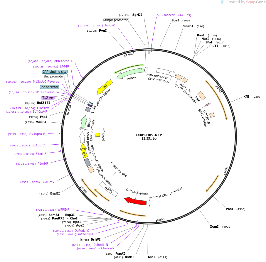 Lenti-Hb9-RFP载体图谱