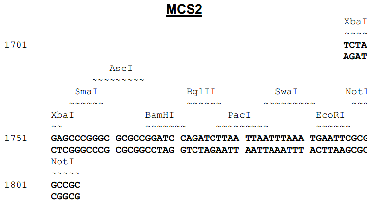 pCDH1-MCS2-EF1-copGFP多克隆位点 点击看大图 pCDH1-MCS2-EF1-copGFP多克隆位点