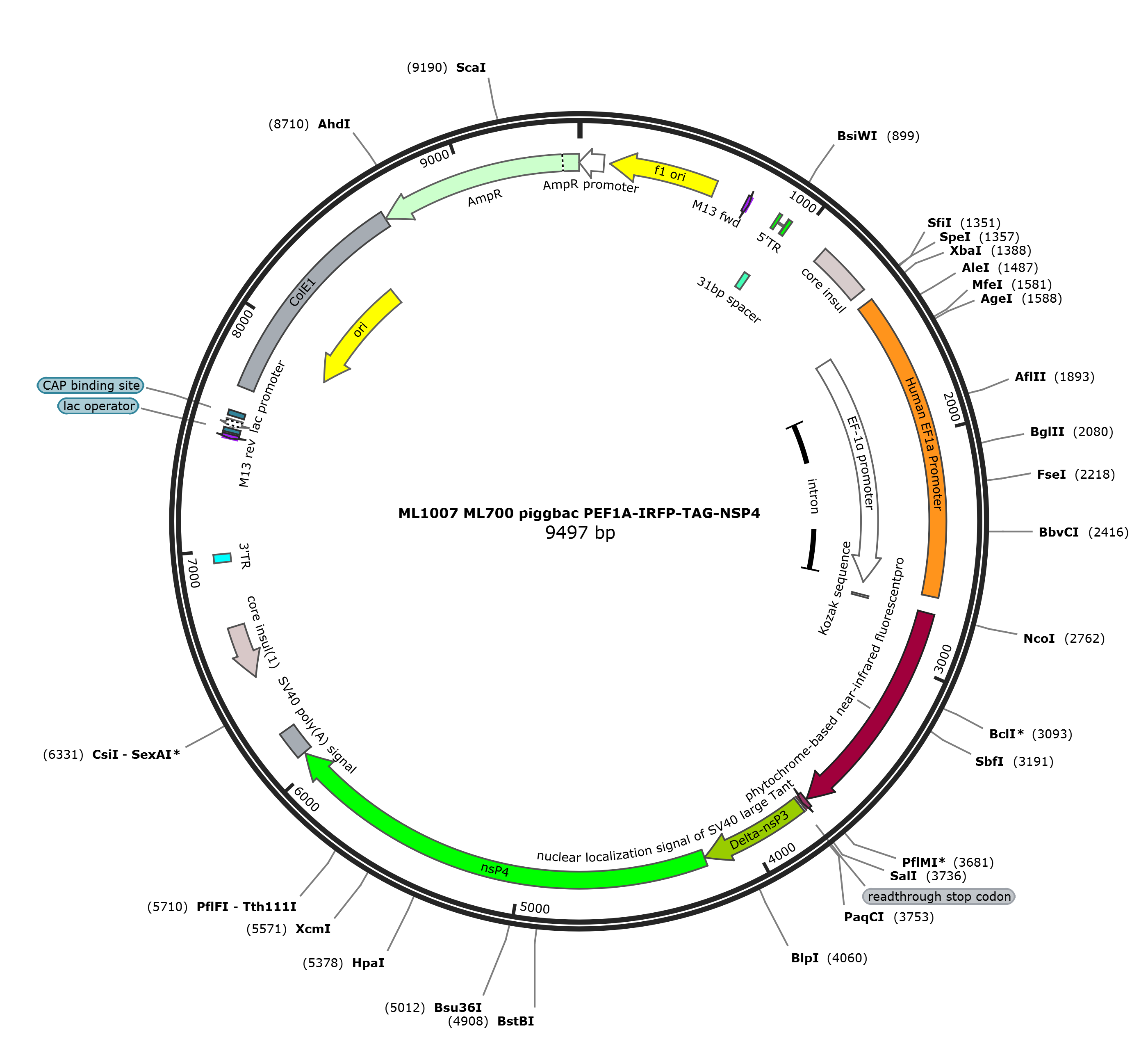 ML1007-pEF1a-iRFP-TAG-nsP4载体图谱