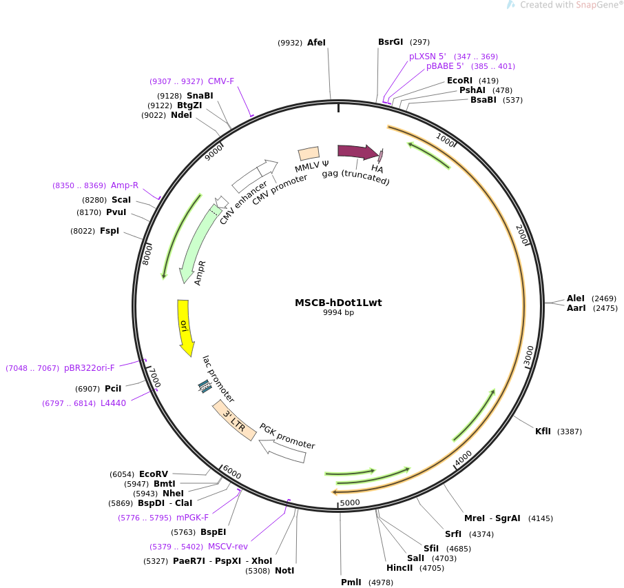 MSCB-hDot1Lwt质粒图谱