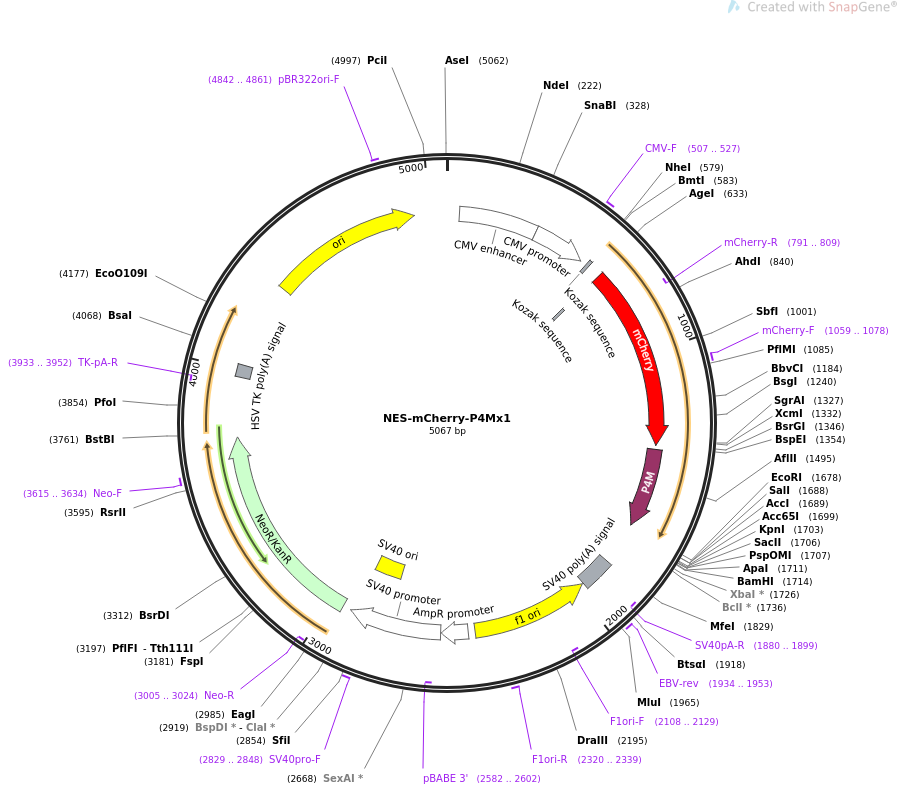 NES-mCherry-P4Mx1质粒图谱